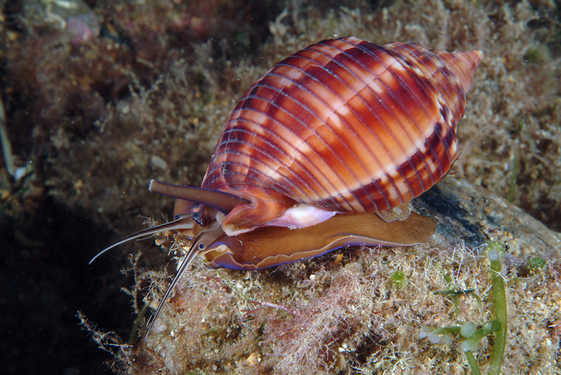 Phalium granulatum